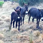 Роскошный шатер Azienda Agricola Veldidonna Aggius