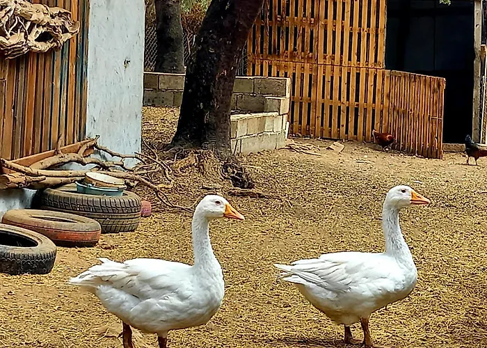 خيمة فخمة Azienda Agricola Veldidonna